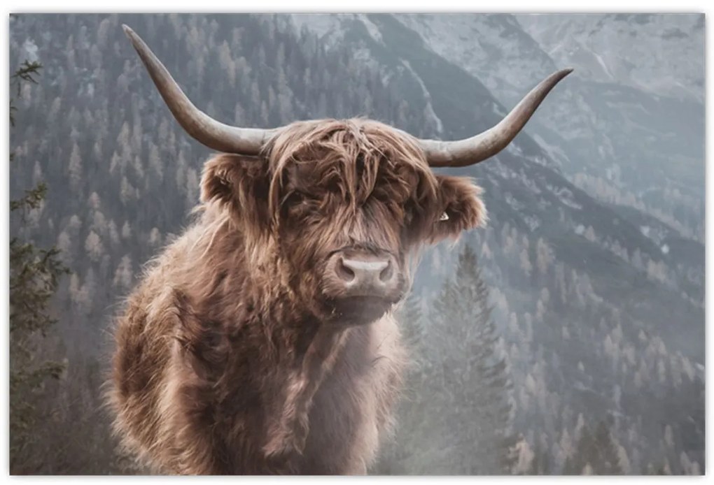 Obraz - Highlander krava (90x60 cm)