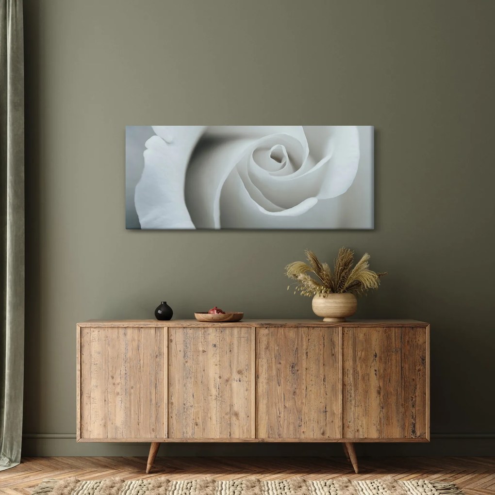 Obraz - Biela ruža (120x50 cm)