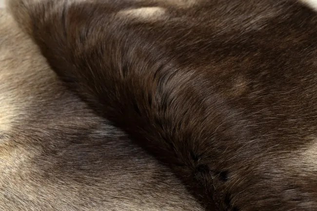 Koberec RENIFER POK016 hnedý / béžový