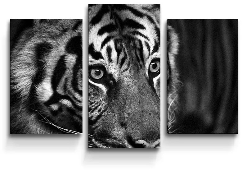 Sablio Obraz - 3-dílný Čiernobiely tiger - 75x50 cm