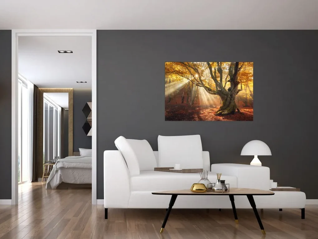 Obraz - Jesenný svit (90x60 cm)