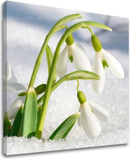 Obraz na stenu KVETY KV024E12 - 60x60 cm