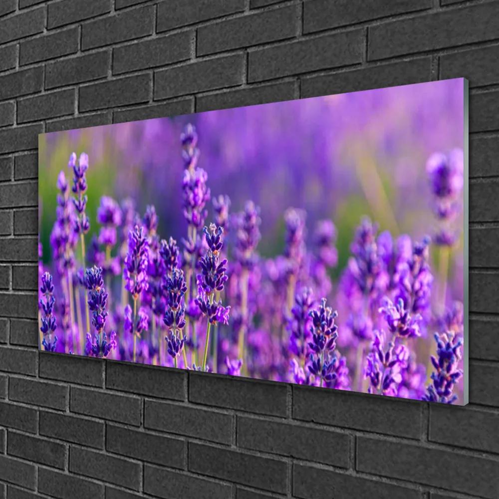 Skleneny obraz Pole fialová levanduľa 100x50 cm