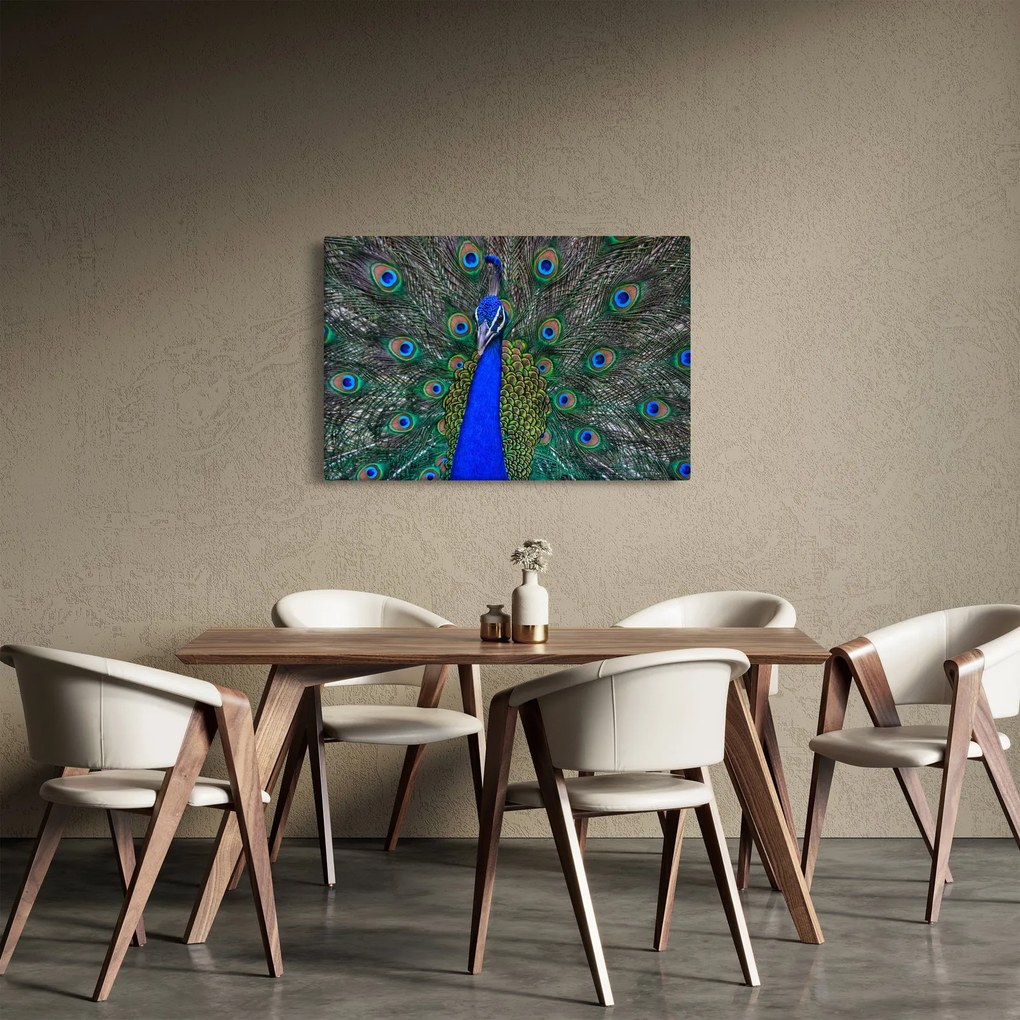 Obraz - Páv (90x60 cm)