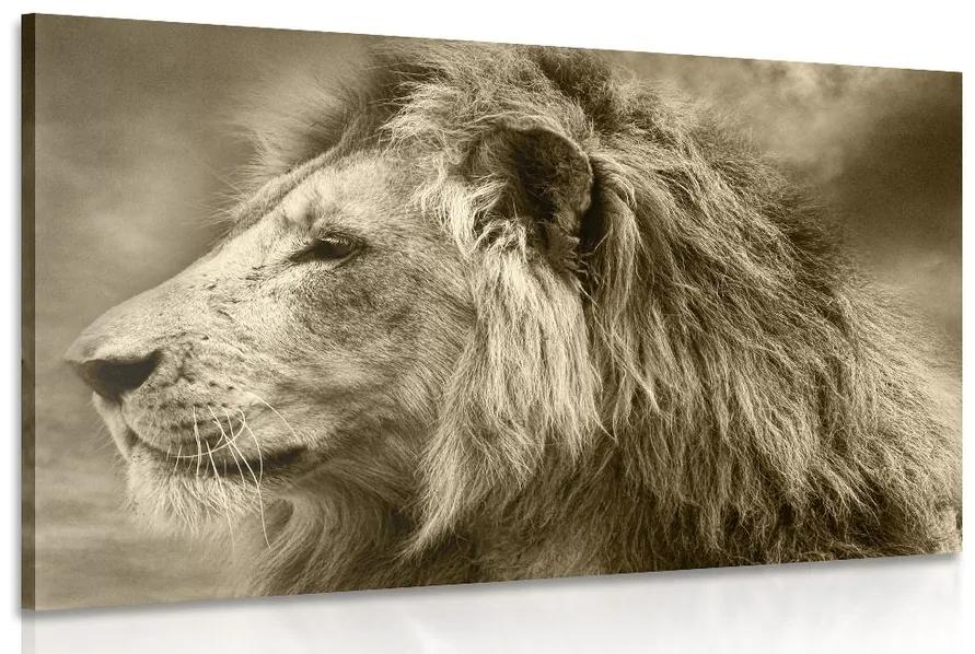 Obraz africký lev v sépiovom prevedení Varianta: 90x60