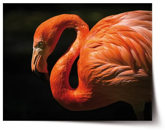 Sablio Plagát Plameniak - 120x80 cm