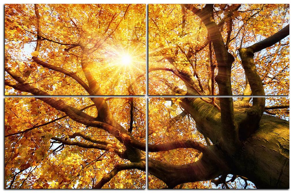 Obraz na plátne - Slnko cez vetvi stromu 1240E (120x80 cm)