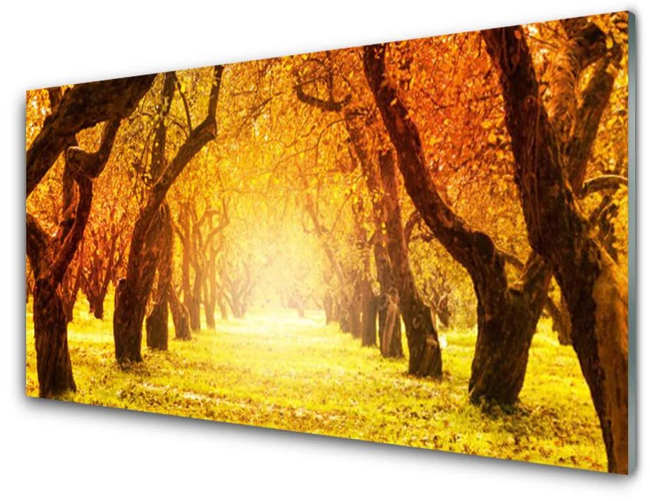 Skleneny obraz Les chodník stromy príroda 100x50cm