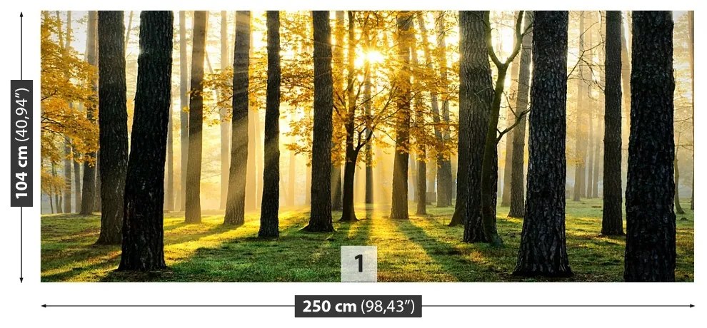 Fototapeta Vliesová Ráno v lese 208x146 cm