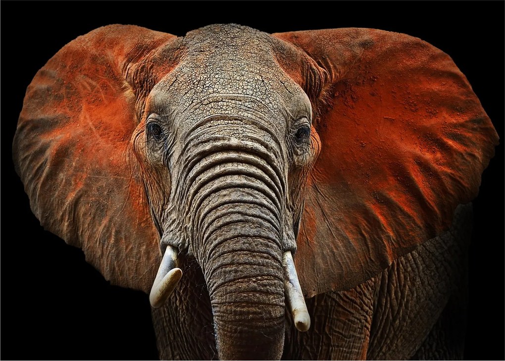 Sklenený obraz - Slony z Tsavo (70x50 cm)
