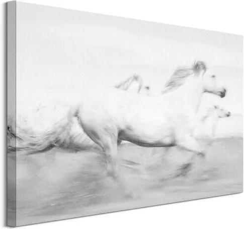 Obraz na plátne Bežiace biele kone Jones Carys 80x60cm WDC100484