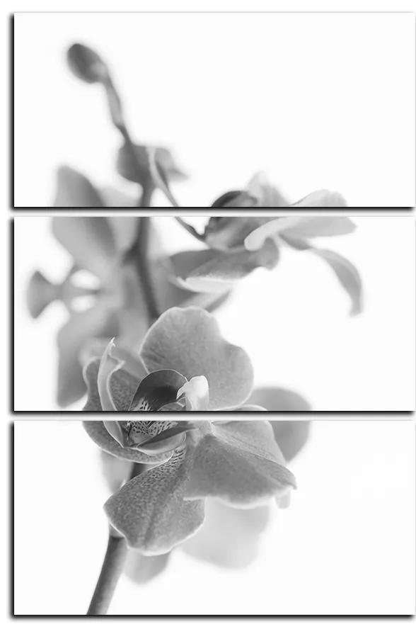 Obraz na plátne - Orchidea kvet izolovaná na bielom pozadí - obdĺžnik 7222QB (105x70 cm)