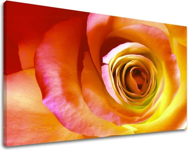 Obraz na stenu KVETY RUŽE XOBKV142E11 - 20x30 cm