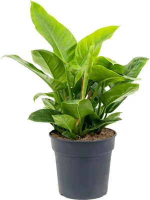 Philodendron imperial green Bush Pots. 35 cm 75cm