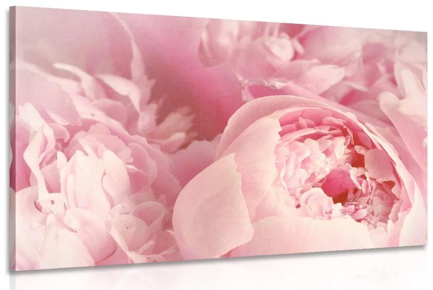 Obraz lupienky kvetu Varianta: 60x40