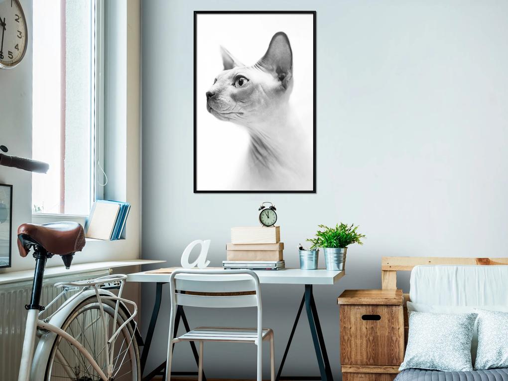 Artgeist Plagát - Hairless Cat [Poster] Veľkosť: 30x45, Verzia: Čierny rám s passe-partout