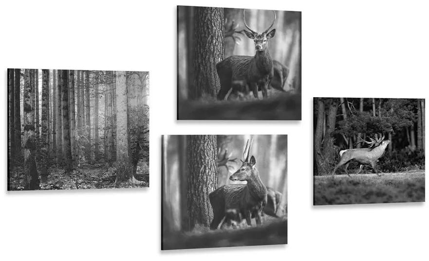 Set obrazov lesné zvieratá v čiernobielom prevedení Varianta: 4x 60x60