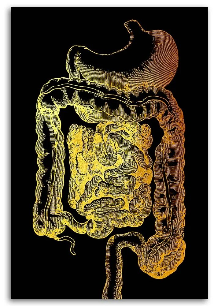 Gario Obraz na plátne Zlatá anatómia, tráviaci trakt - Gab Fernando Rozmery: 40 x 60 cm