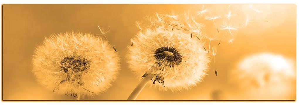 Obraz na plátne - Púpava v rannom slnku - panoráma 5214FA (120x45 cm)