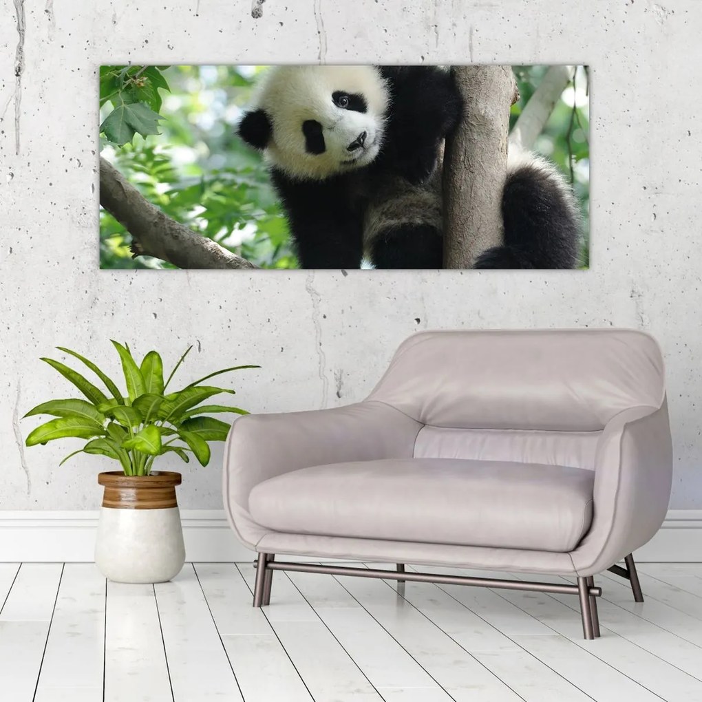 Obraz - Panda na strome (120x50 cm)