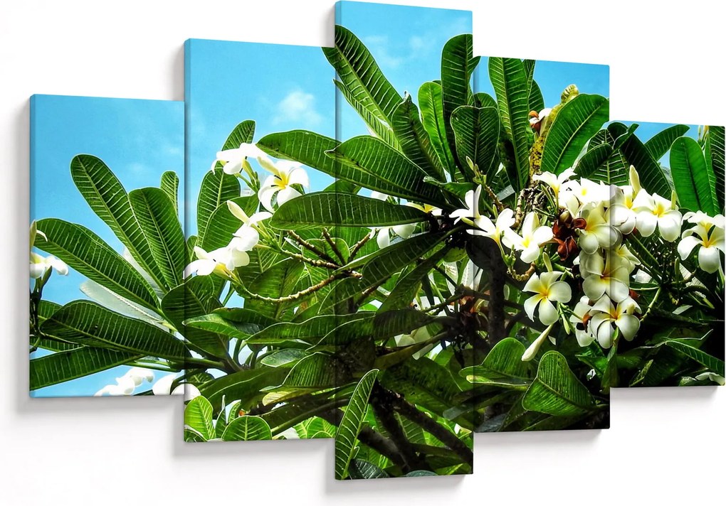 Obraz - Plumeria (150x105 cm)
