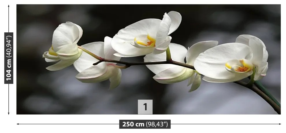 Fototapeta Vliesová Biela orchidea 208x146 cm