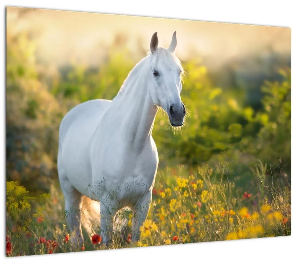 Obraz bieleho koňa na lúke (70x50 cm)