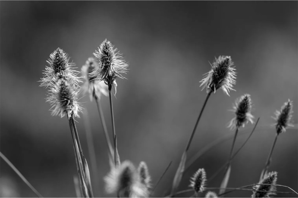 Obraz - Béžová soft grass N⁰2 (90x60 cm)
