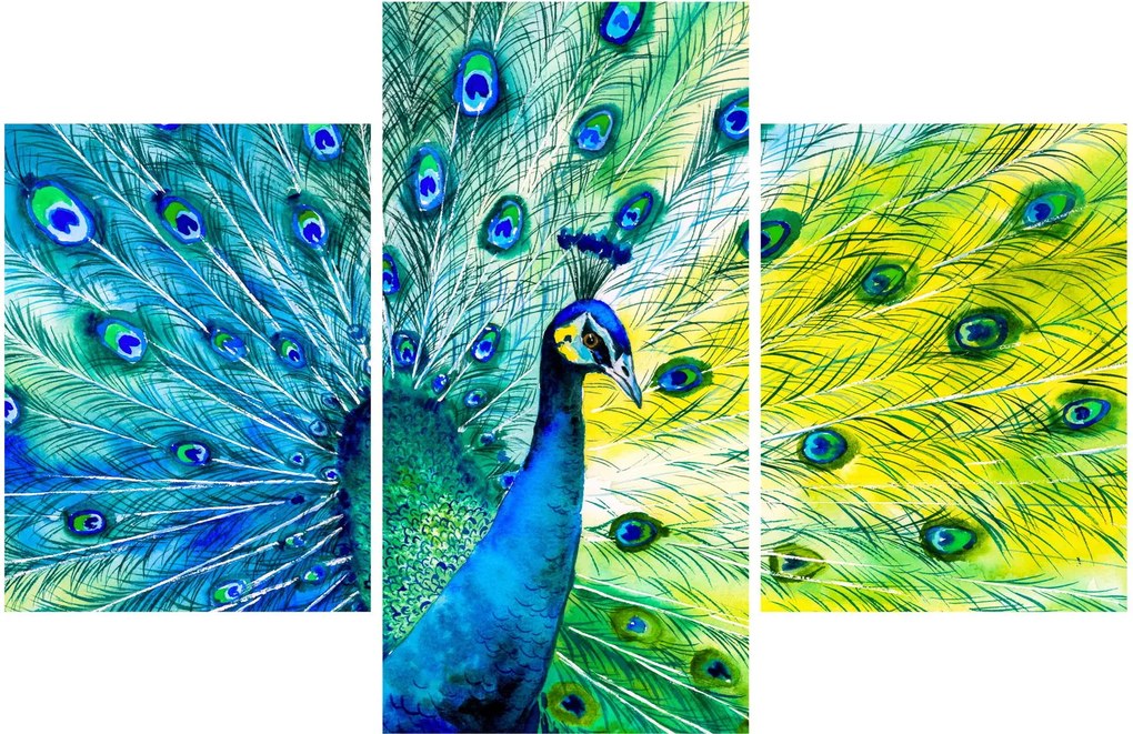 Obraz páva (90x60 cm)