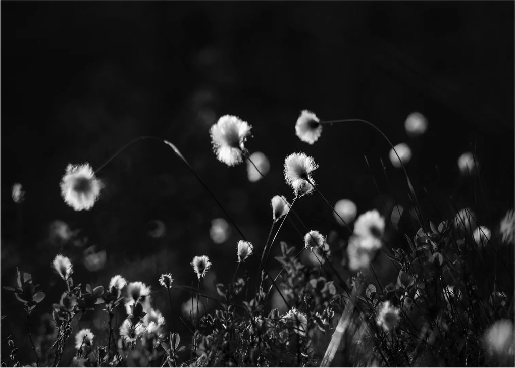 Obraz - Lúka s cottongrass N⁰1 (70x50 cm)