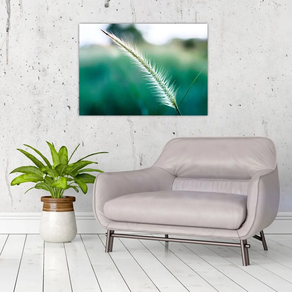Sklenený obraz steblá trávy (70x50 cm)