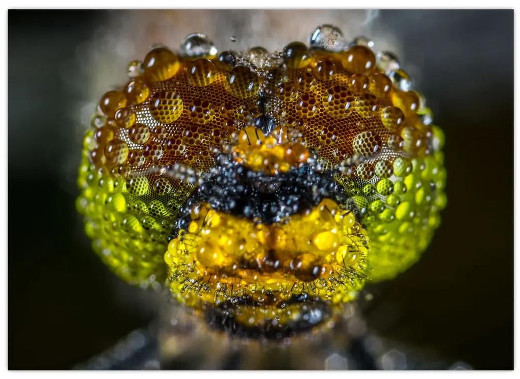 Detailný obraz očí hmyzu (70x50 cm)