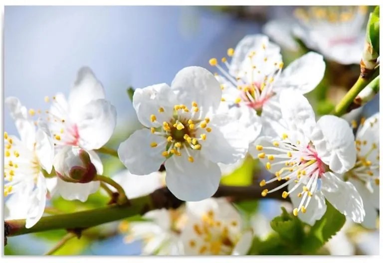 Obraz CARO - Blossoming Branch 3 40x30 cm