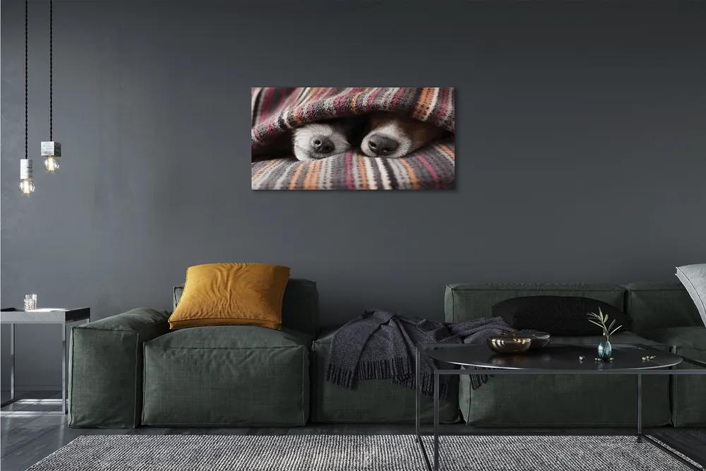 Obraz na plátne spiace psy 120x60 cm