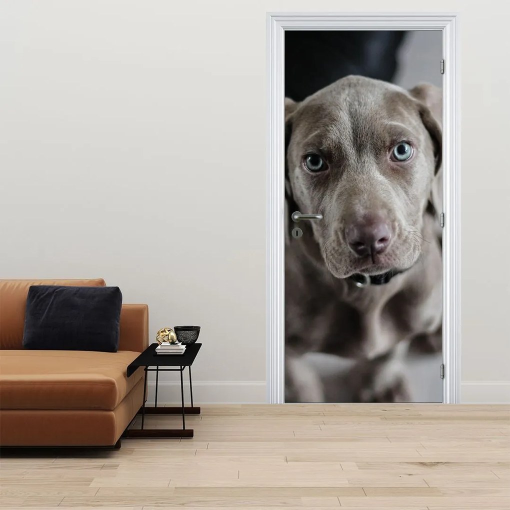 Fototapeta na dvere - Šteňa (95x205cm)