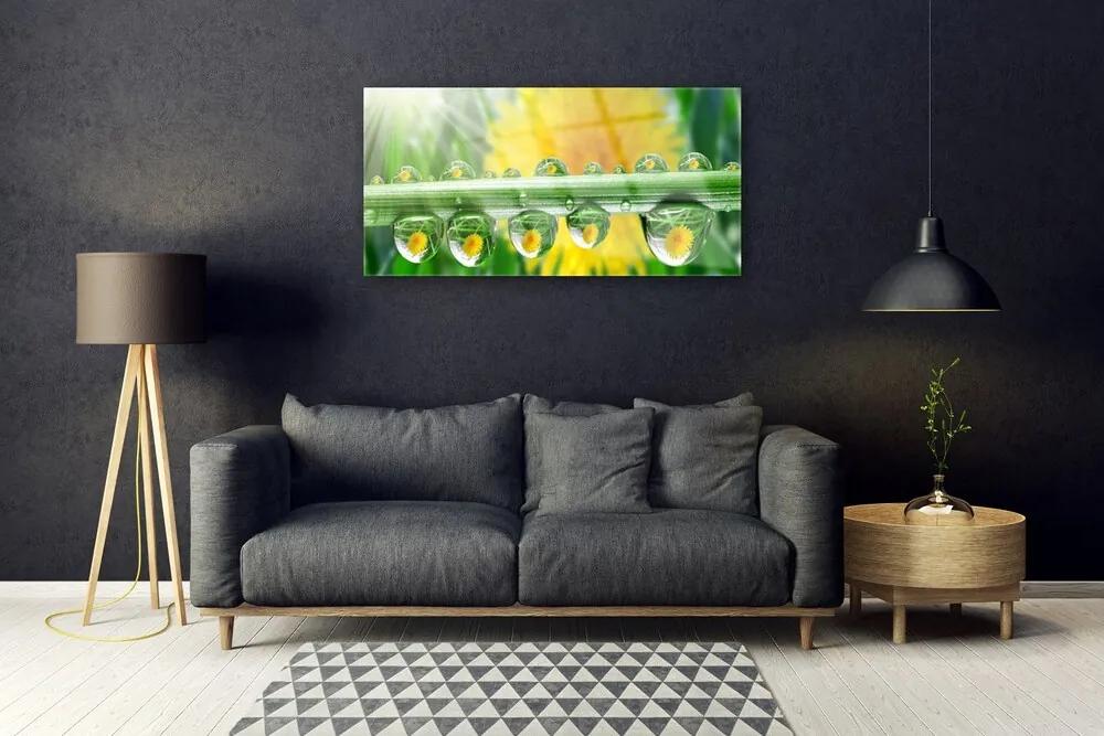 Skleneny obraz Stonka kvapky rosa rastlina 100x50 cm