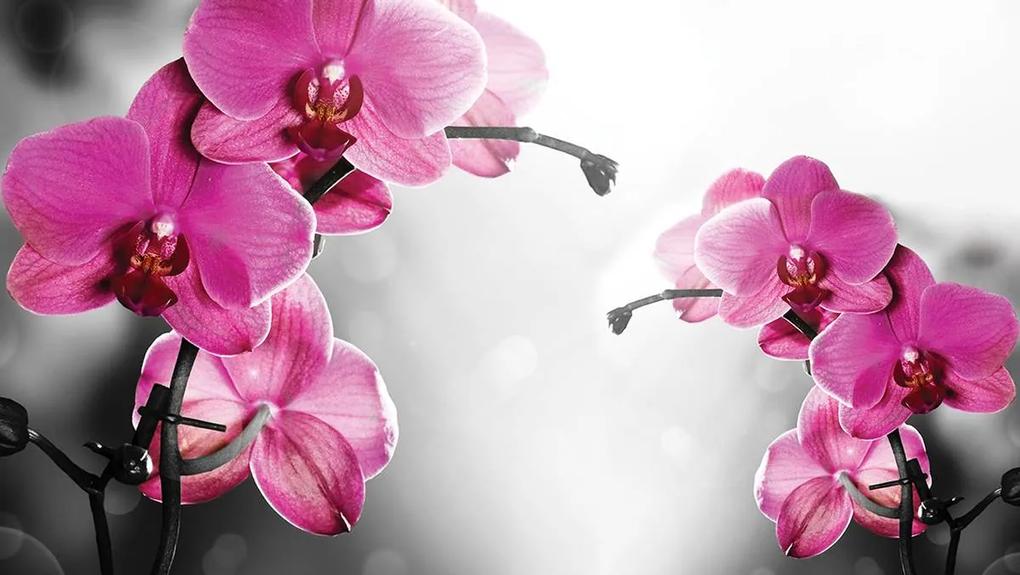 Fototapeta - Orchidey (254x184 cm)