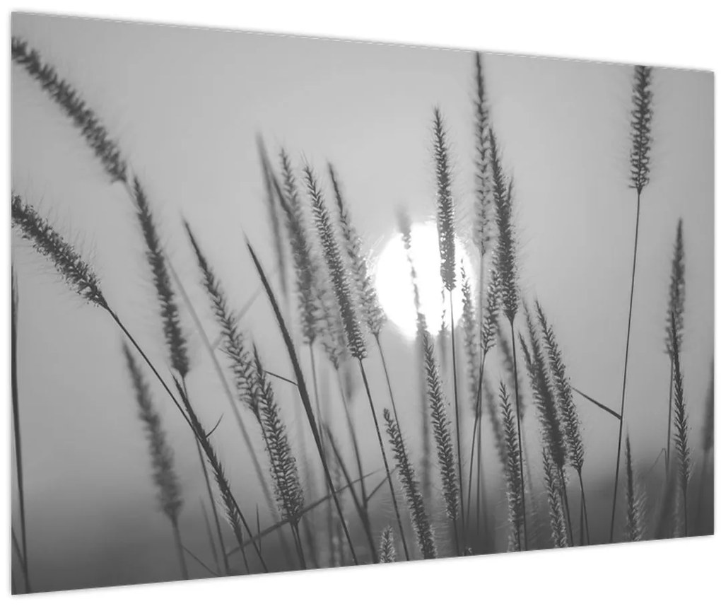 Obraz - Lúka pri západe slnka (90x60 cm)