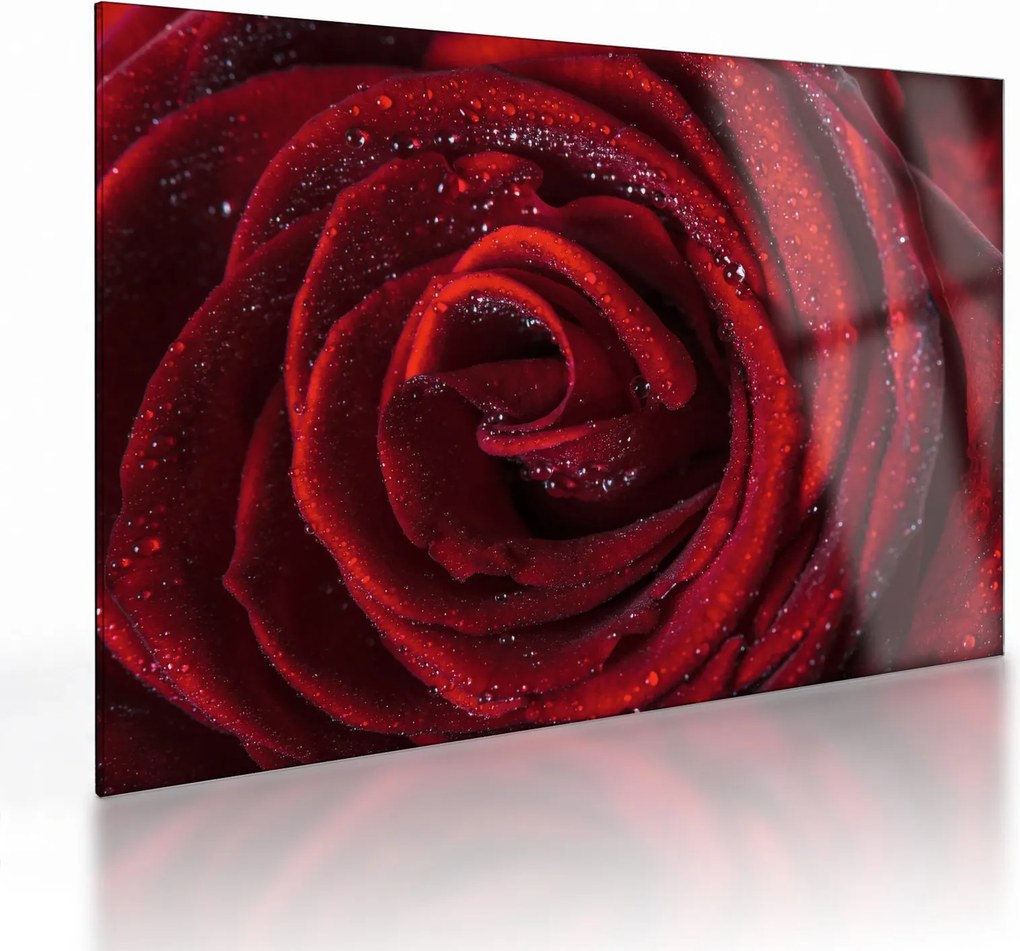 Sklenený obraz - Červená ruža s kvapkami rosy (70x50 cm)