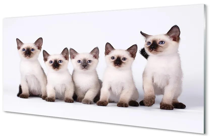Obraz na akrylátovom skle Malé mačky 120x60 cm