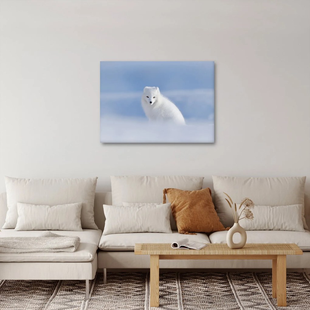 Obraz - Polárna líška (70x50 cm)