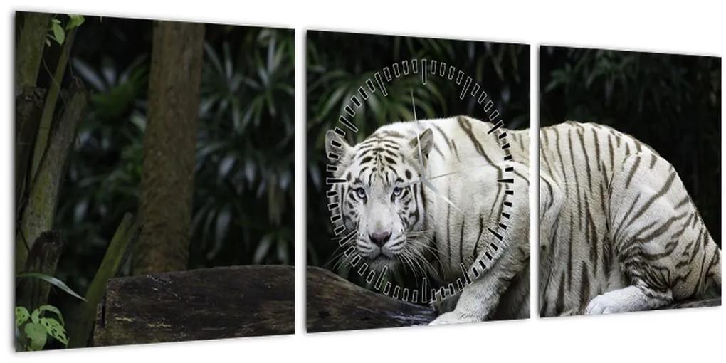 Obraz - Tiger albín (s hodinami) (90x30 cm)