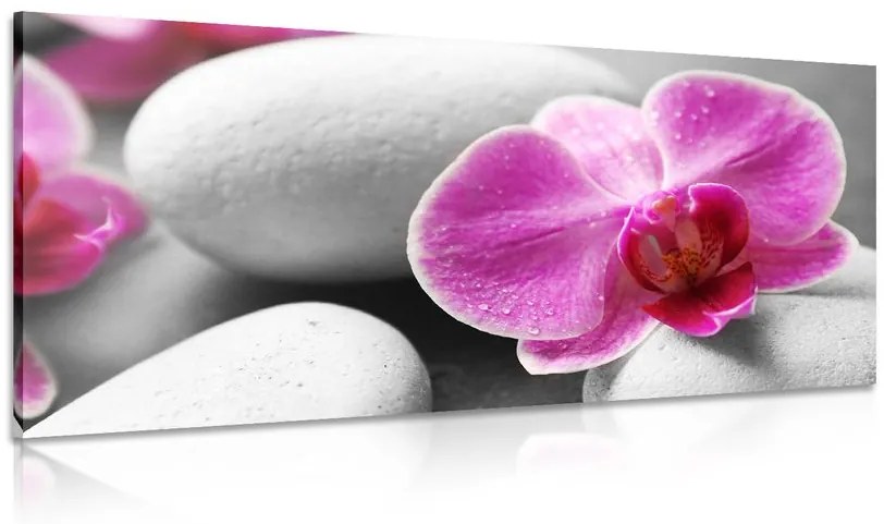 Obraz kvety orchidey na bielych kameňoch Varianta: 100x50
