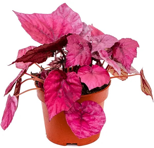 Begonia Inca Flame 12x20 cm