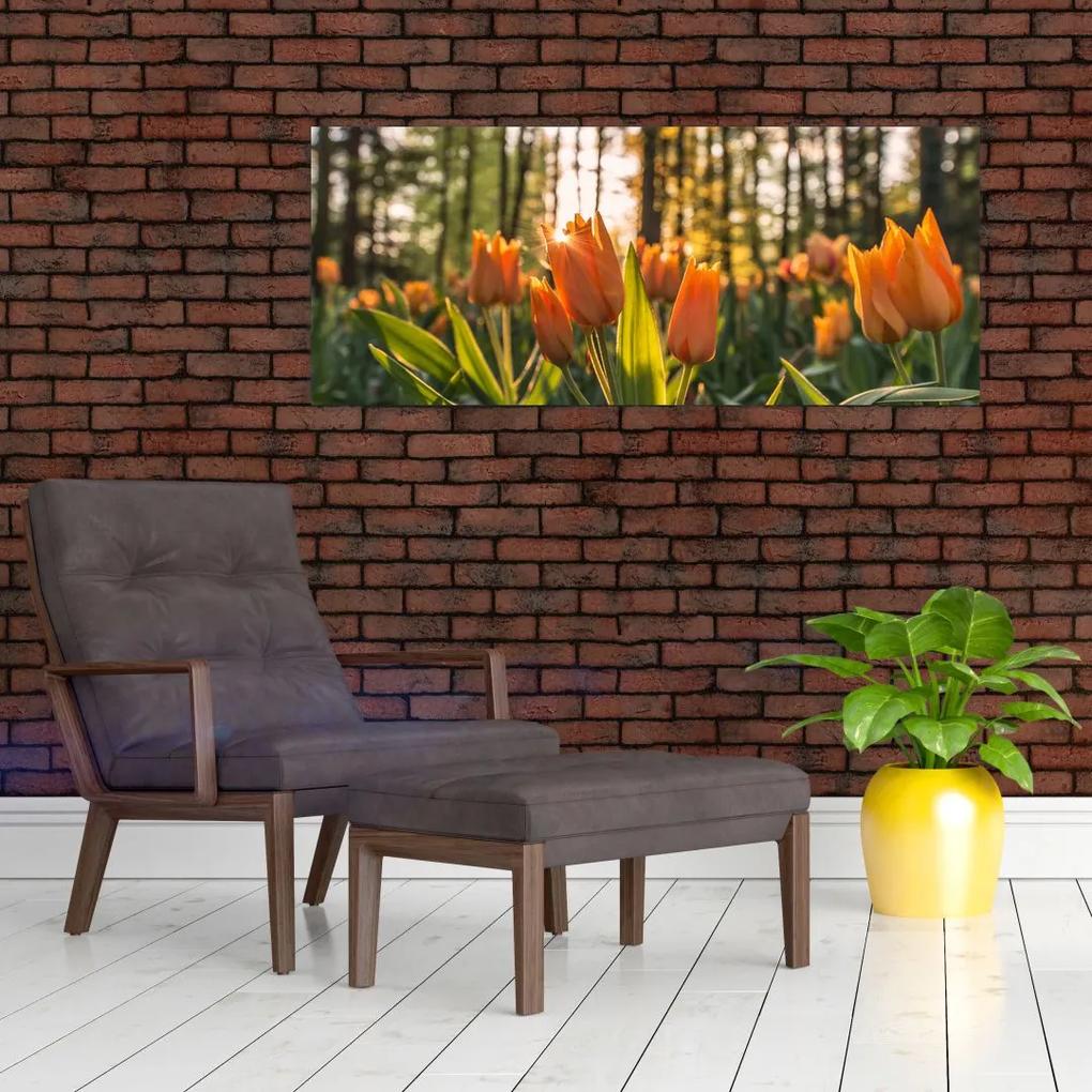 Obraz - oranžové tulipány (120x50 cm)