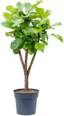 Ficus lyrata stem Pots. 34x160 cm