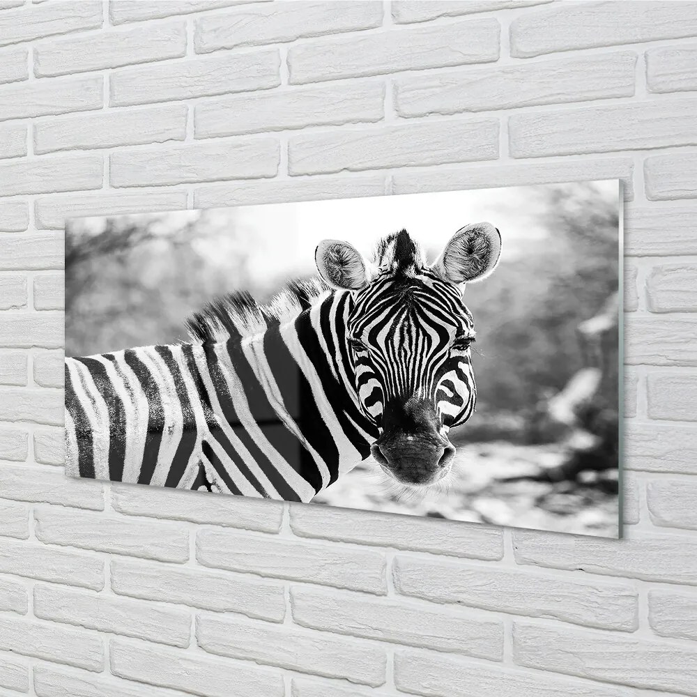 Sklenený obraz retro zebra 120x60 cm