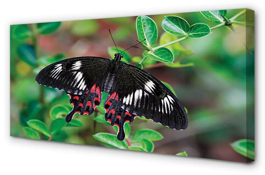 Obraz na plátne List farebný motýľ 140x70cm