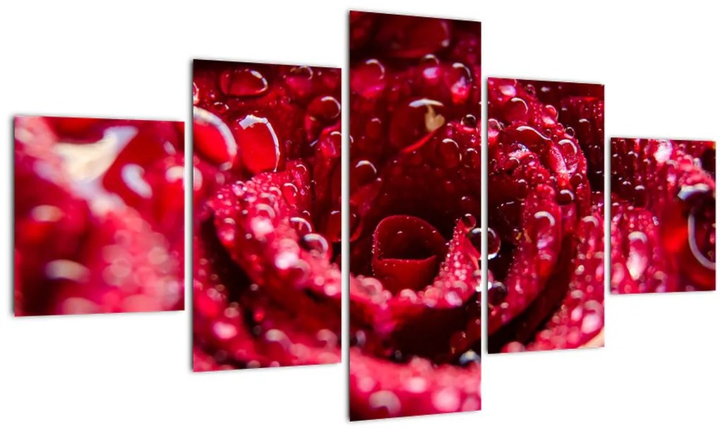 Obraz kvetu červenej ruže (125x70 cm), 40 ďalších rozmerov
