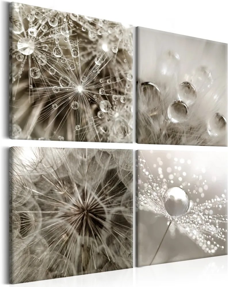 Obraz - Grey Dandelion 90x90